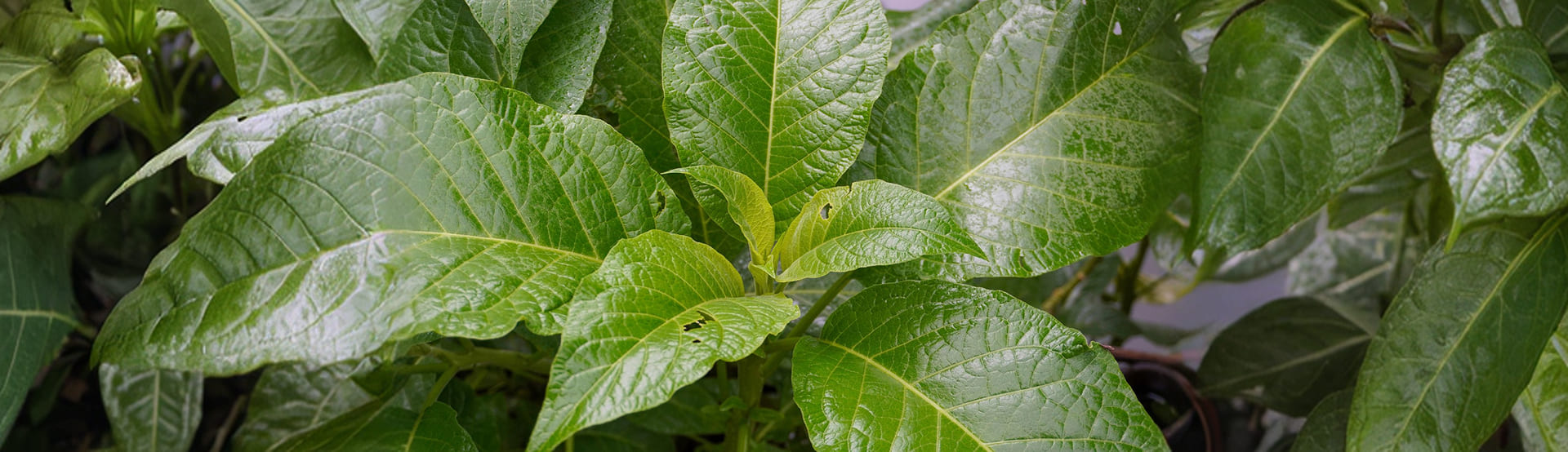 Belladonna Extract and Belladonna Alkaloids