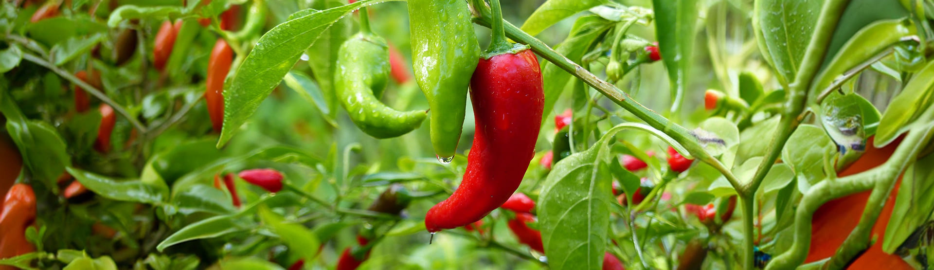 Capsicum Oleoresin Manufacturer and Supplier