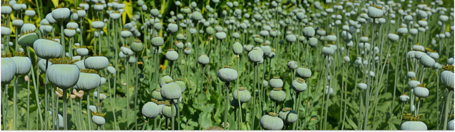 Noscapine Hydrochloride Hydrate Manufacturer