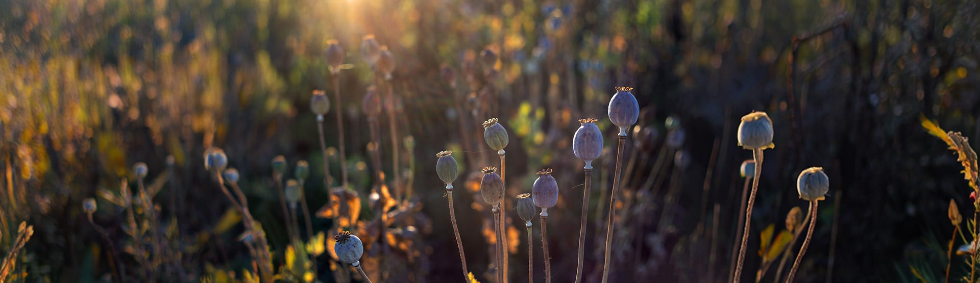 Papaverine Hydrochloride Manufacturer